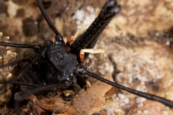Media type: image;   Invertebrate Zoology 29276
